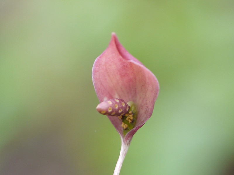 Ariopsis peltata photo 6