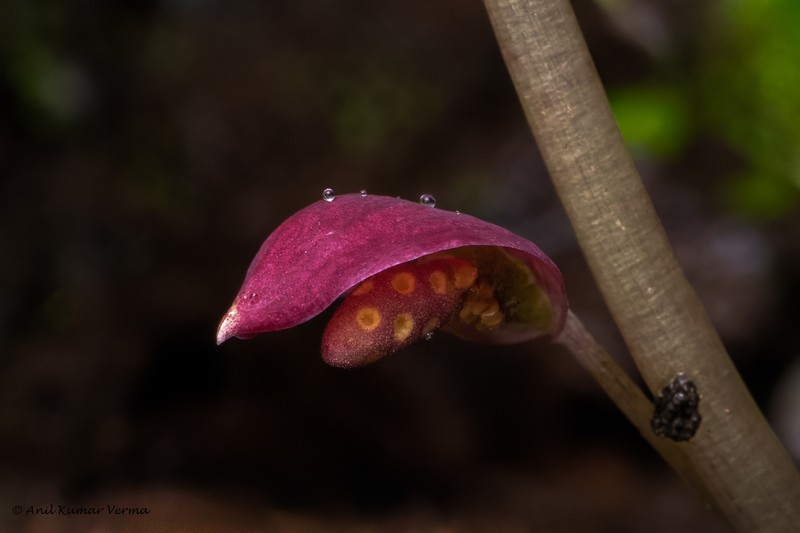 Ariopsis peltata photo 7