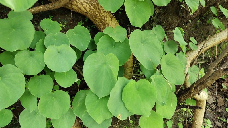 Ariopsis peltata photo 8