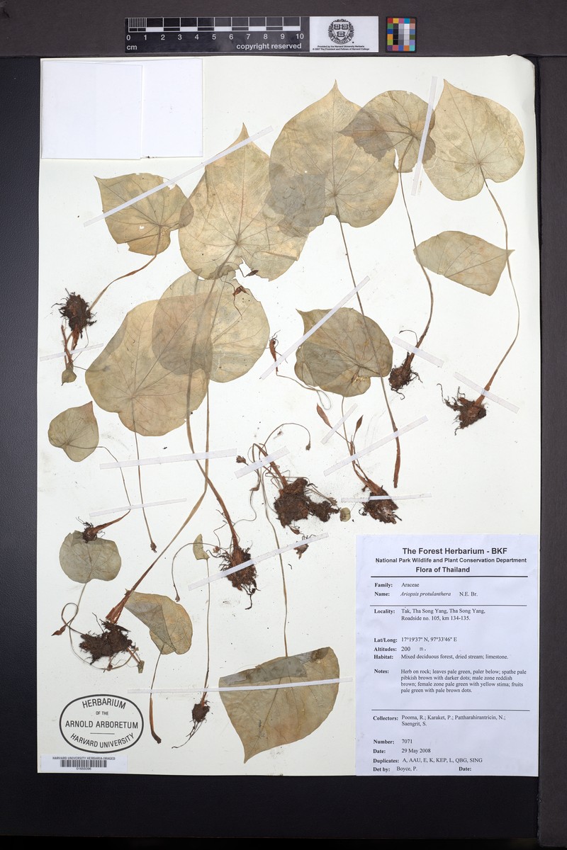 Ariopsis protanthera photo 7