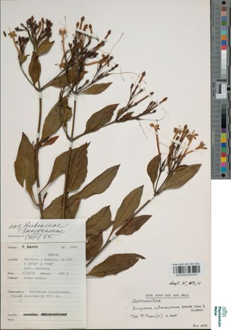 Aripuana cullmaniorum