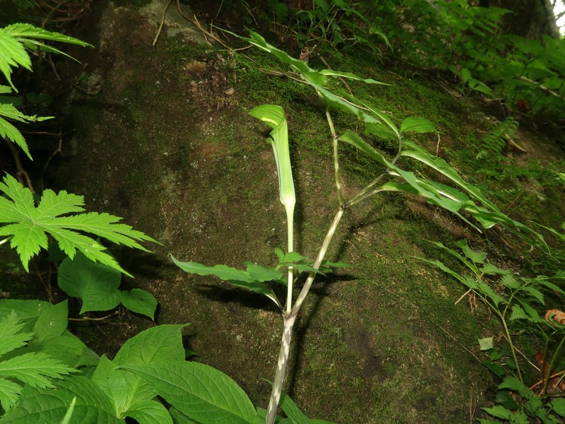 Arisaema abei