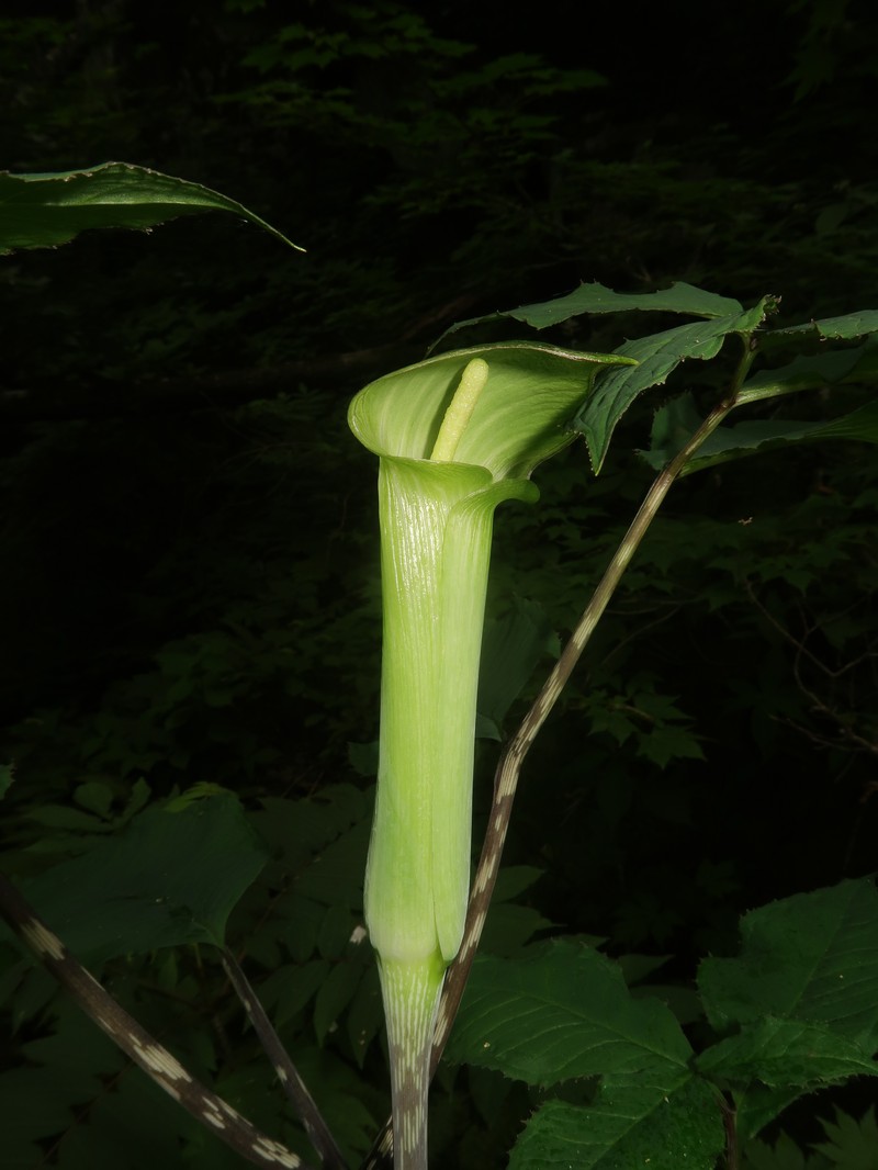 Arisaema abei photo 2