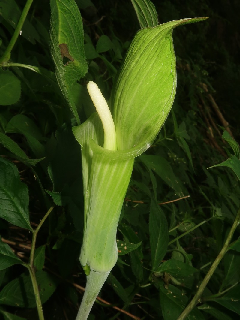 Arisaema abei photo 3