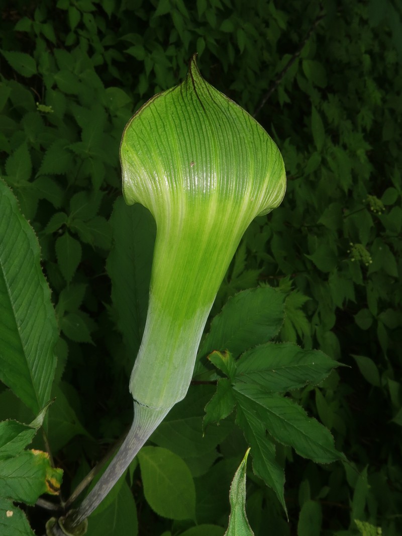 Arisaema abei photo 4