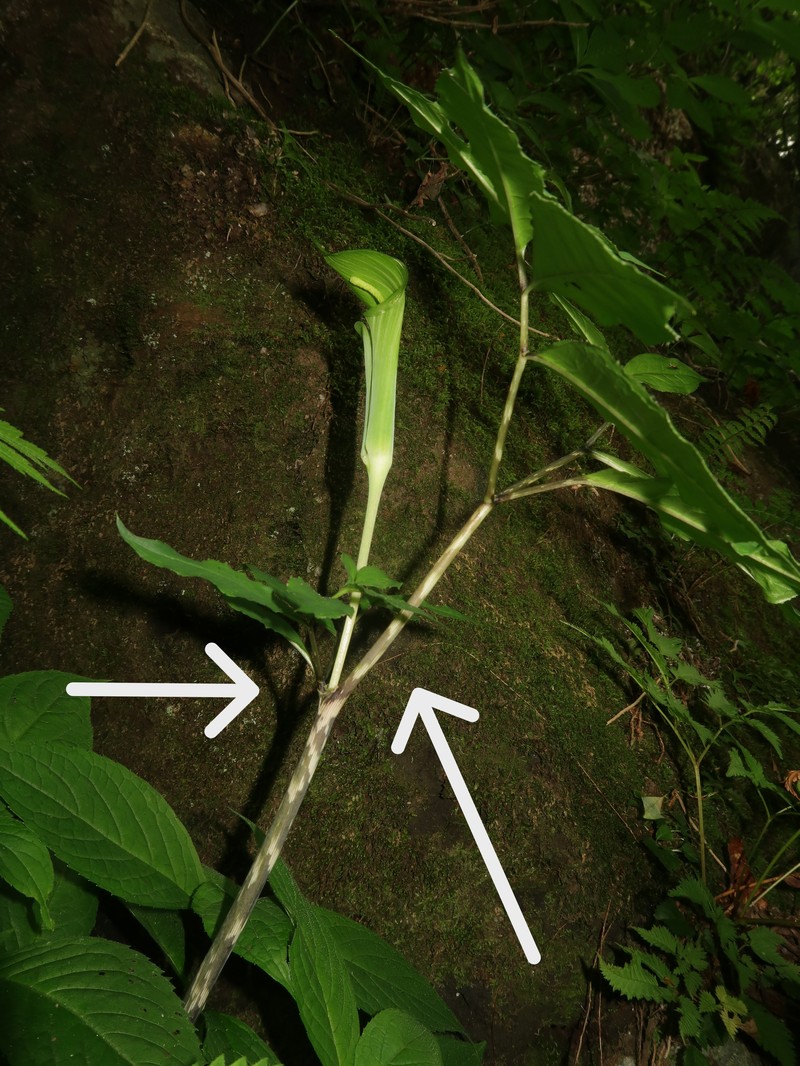 Arisaema abei photo 5