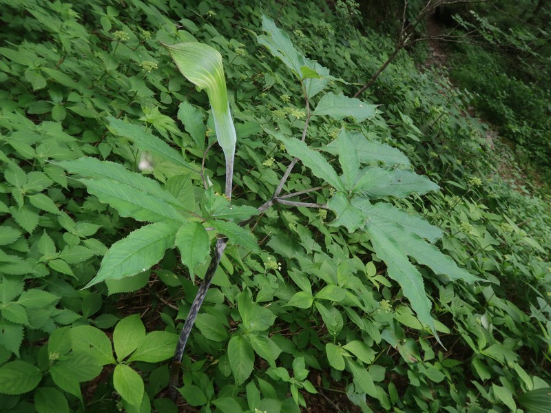 Arisaema abei photo 6