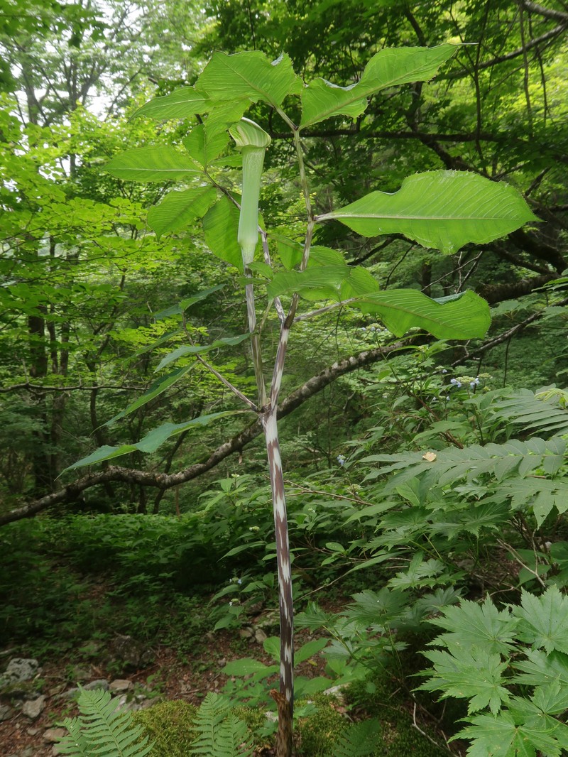 Arisaema abei photo 7