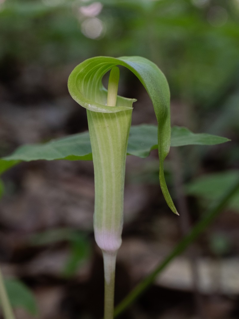 Arisaema acuminatum