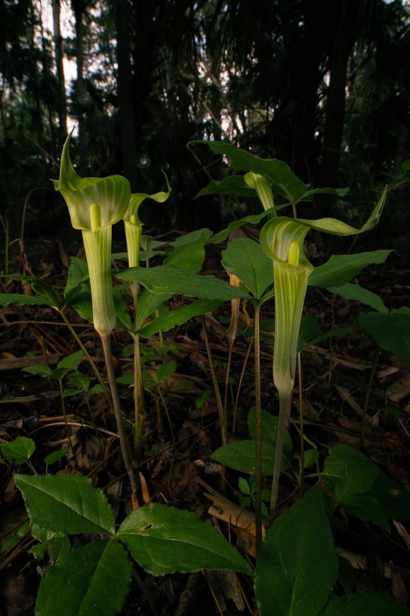 Arisaema acuminatum photo 2