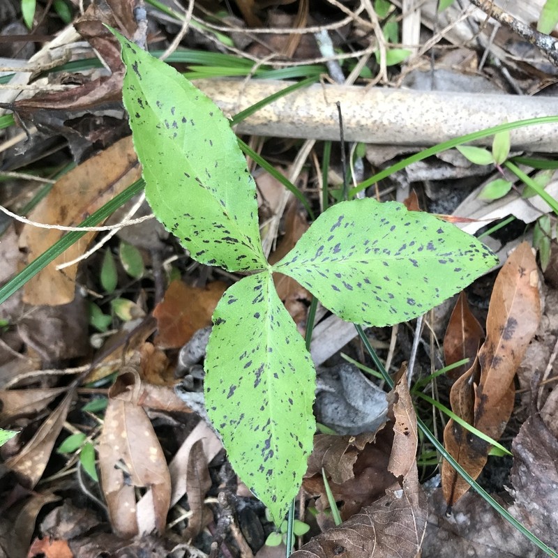 Arisaema acuminatum photo 3