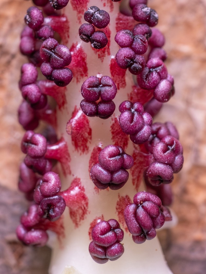 Arisaema acuminatum photo 4
