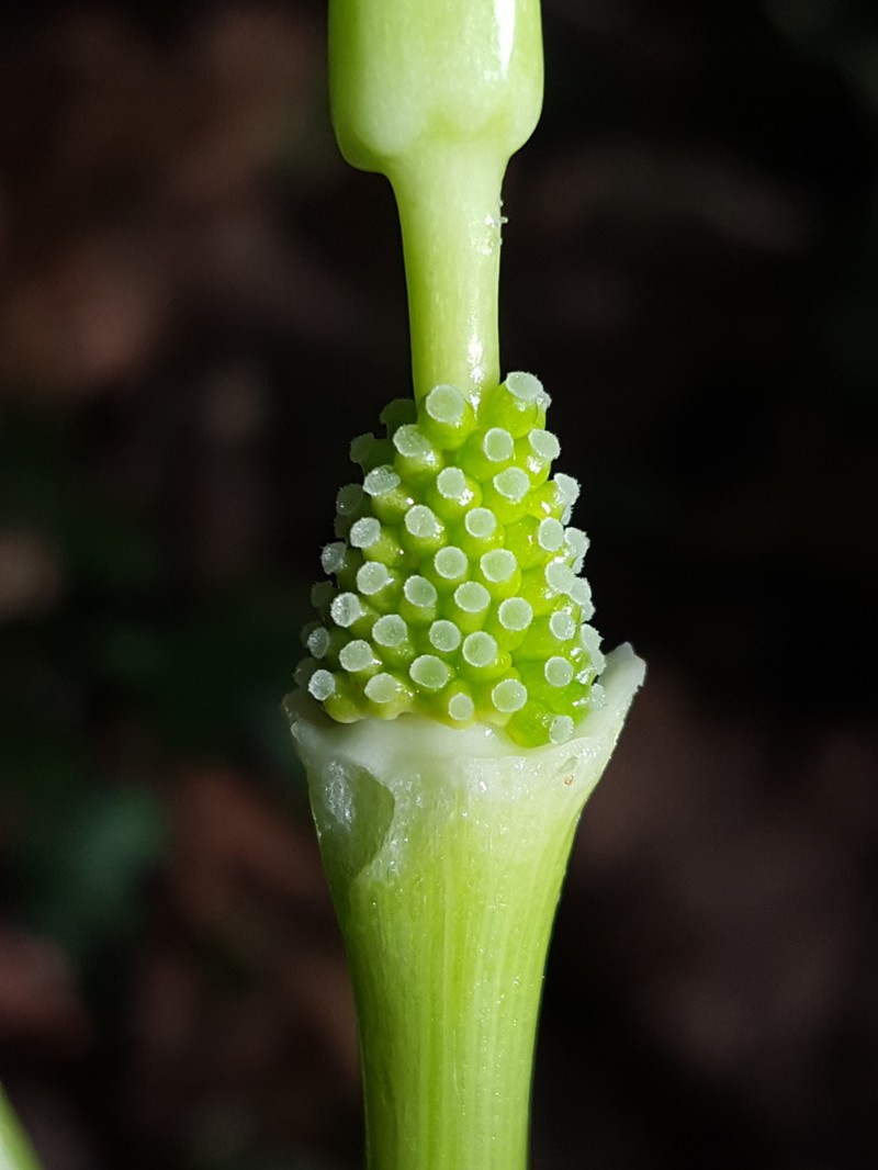 Arisaema acuminatum photo 5