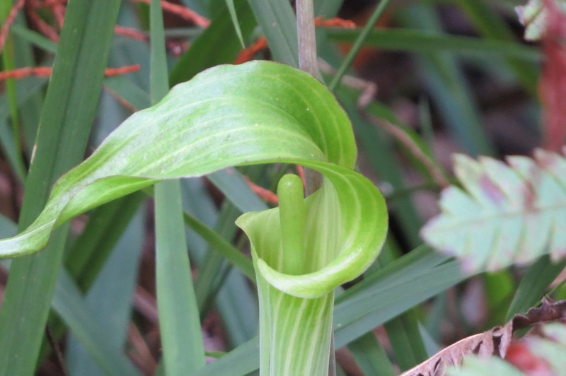 Arisaema acuminatum photo 6