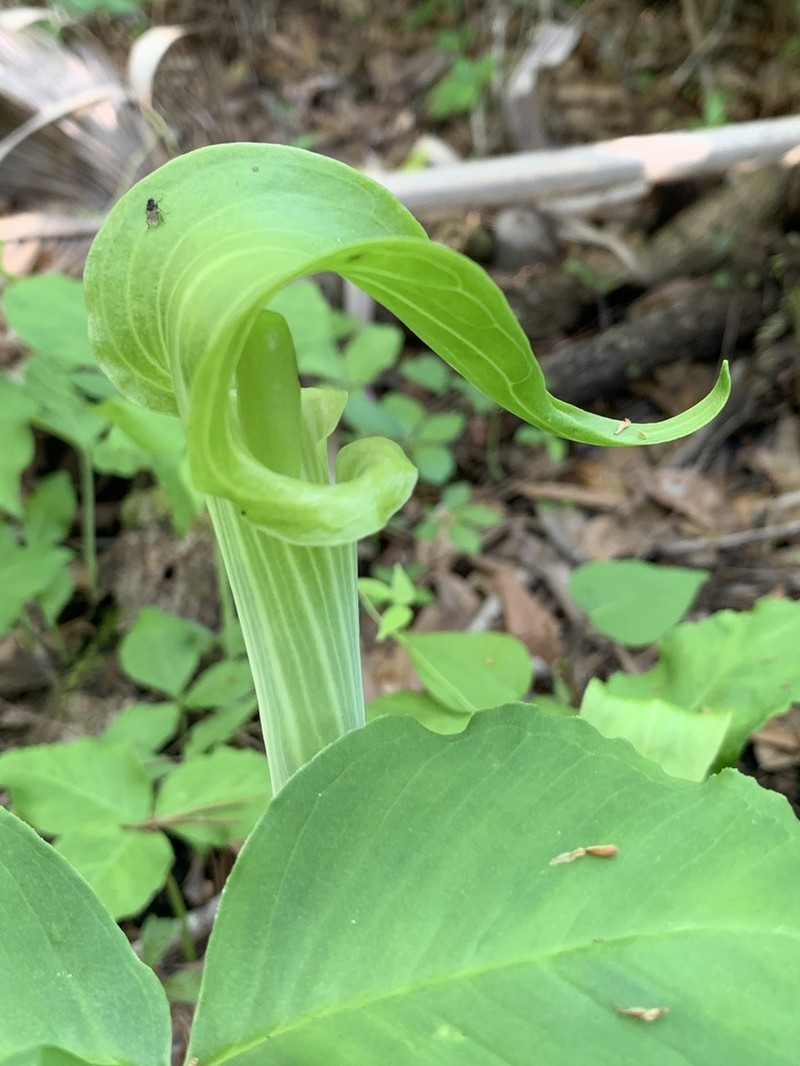 Arisaema acuminatum photo 7