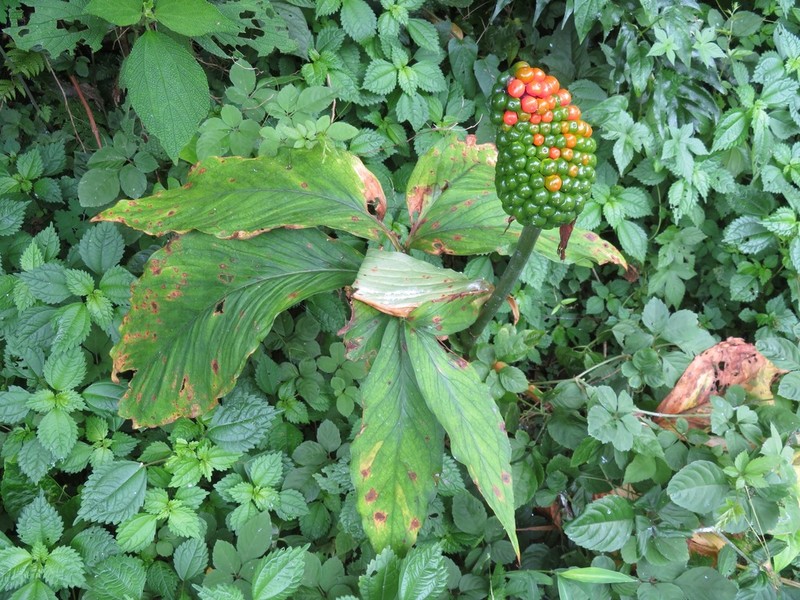 Arisaema aequinoctiale