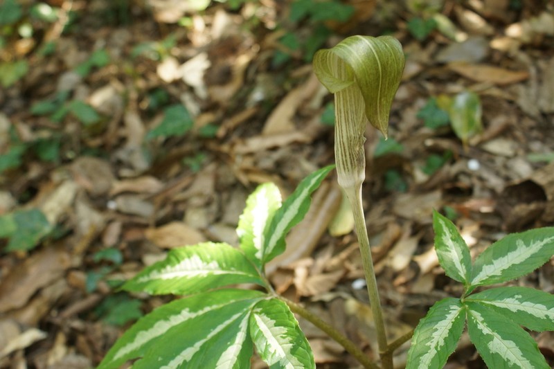 Arisaema aequinoctiale photo 2