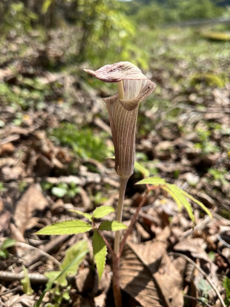 Arisaema aequinoctiale photo 3
