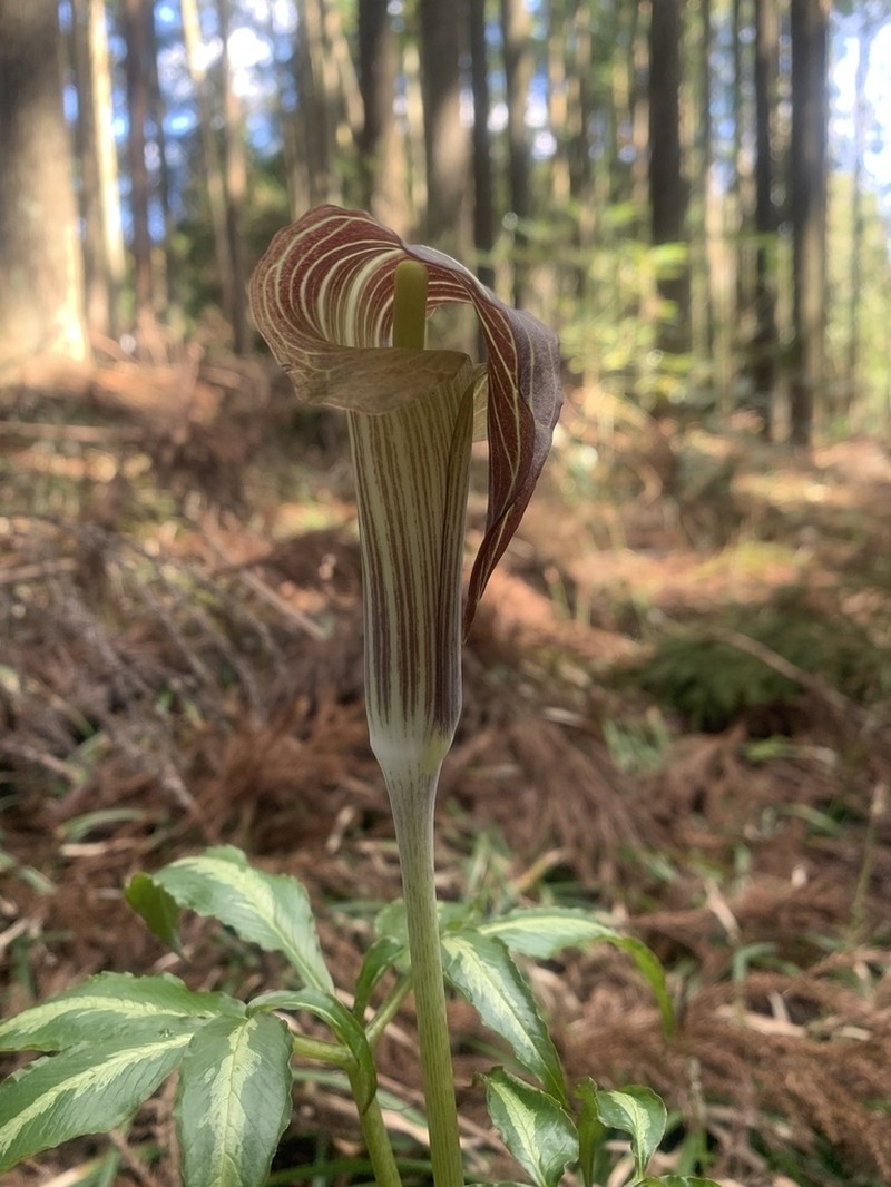 Arisaema aequinoctiale photo 4