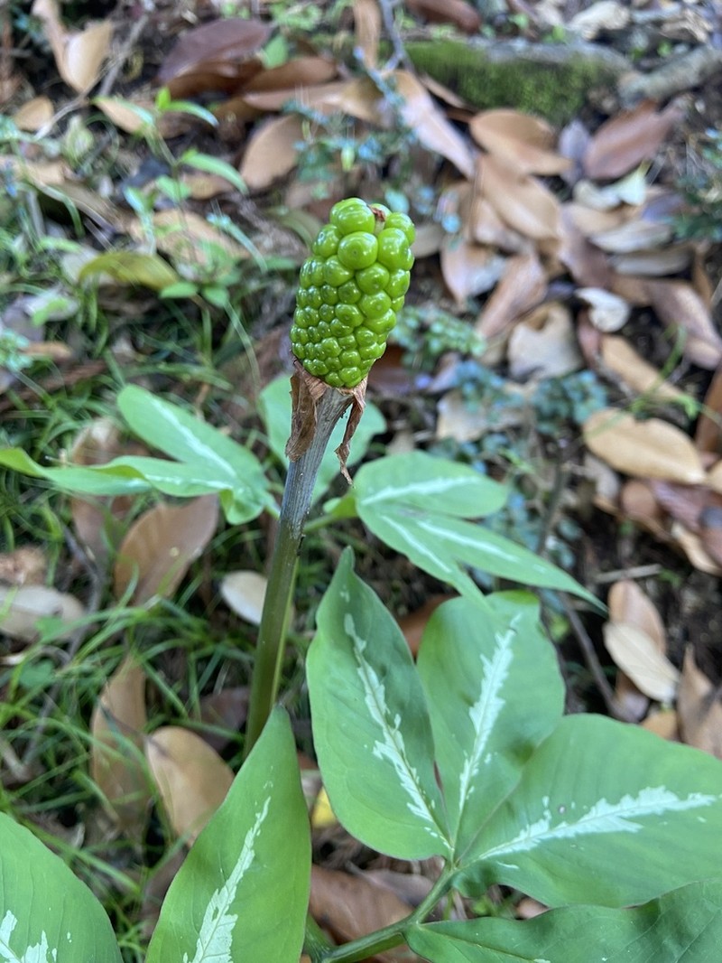 Arisaema aequinoctiale photo 5