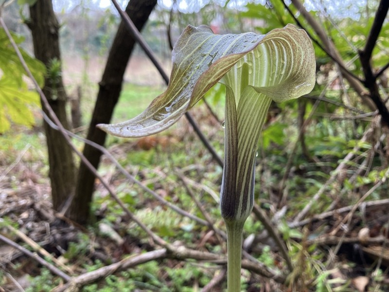 Arisaema aequinoctiale photo 7