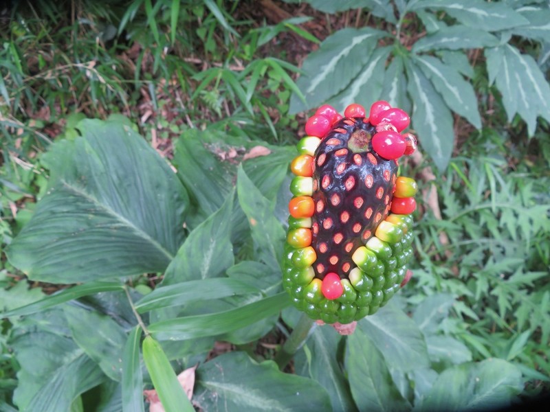 Arisaema aequinoctiale photo 8