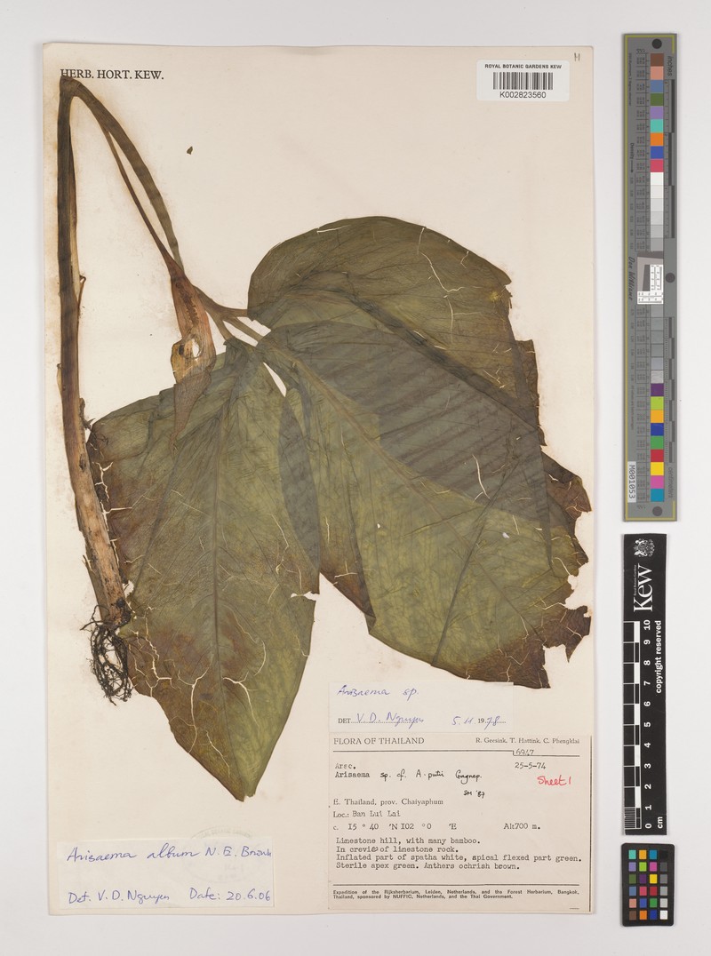 Arisaema album photo 3