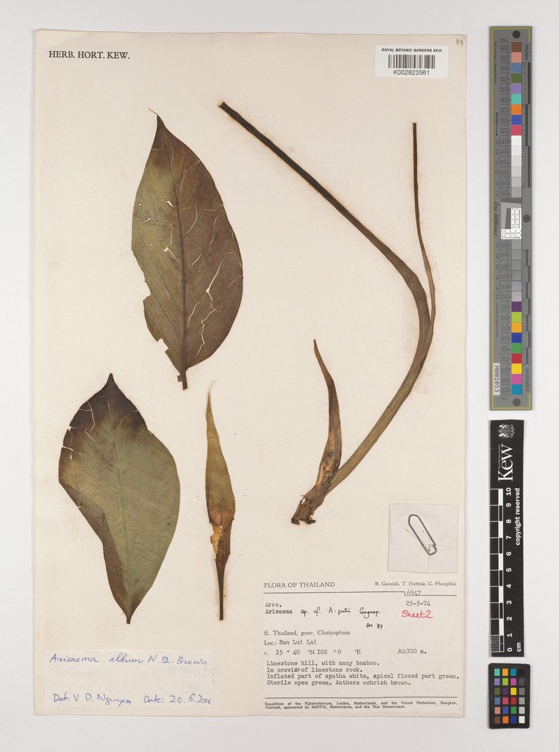 Arisaema album photo 4