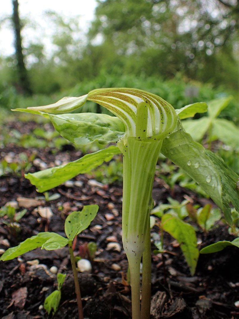 Arisaema amurense