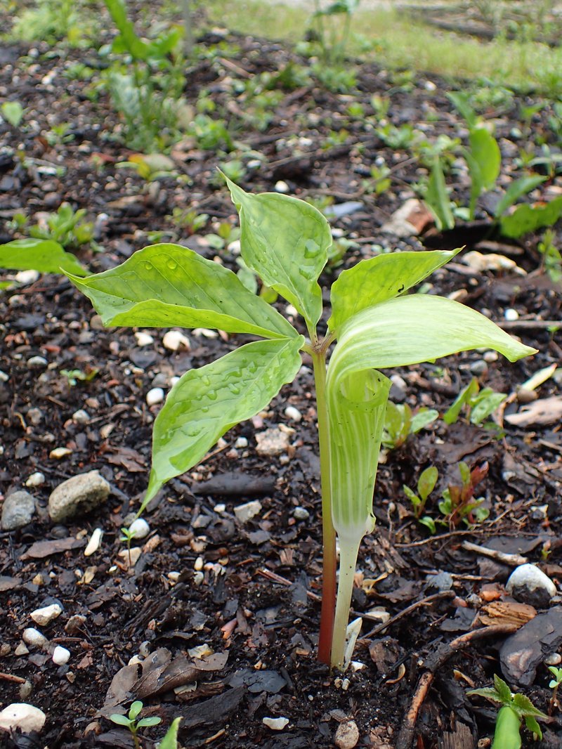 Arisaema amurense photo 4