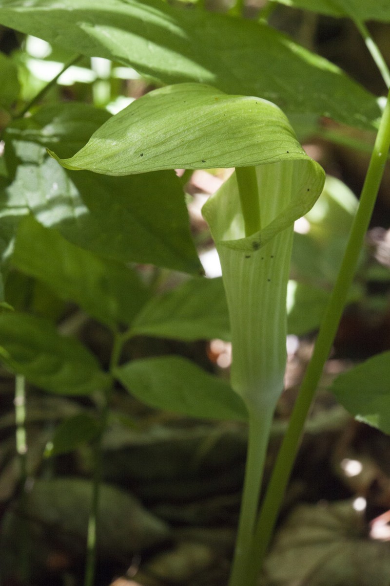 Arisaema amurense photo 5