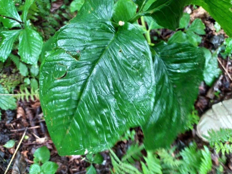 Arisaema amurense photo 6