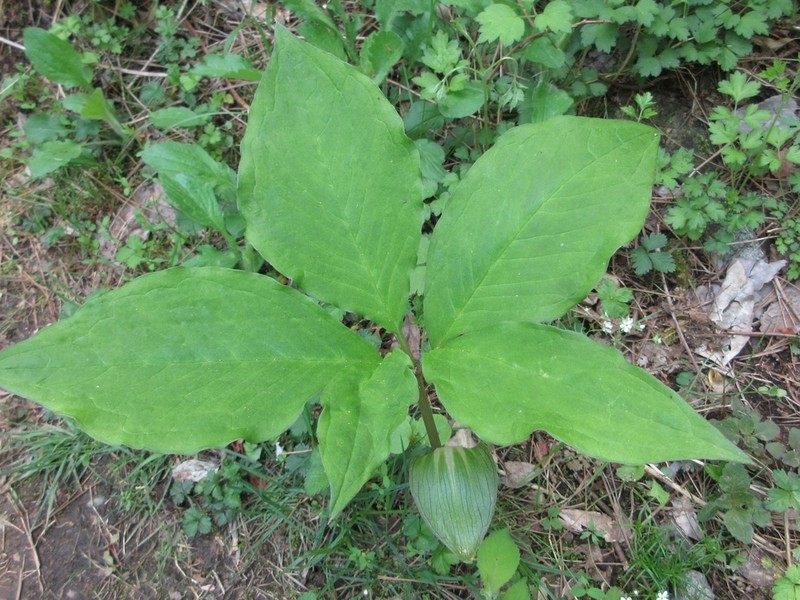 Arisaema amurense photo 7