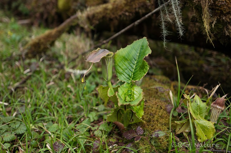 Arisaema anatinum photo 5