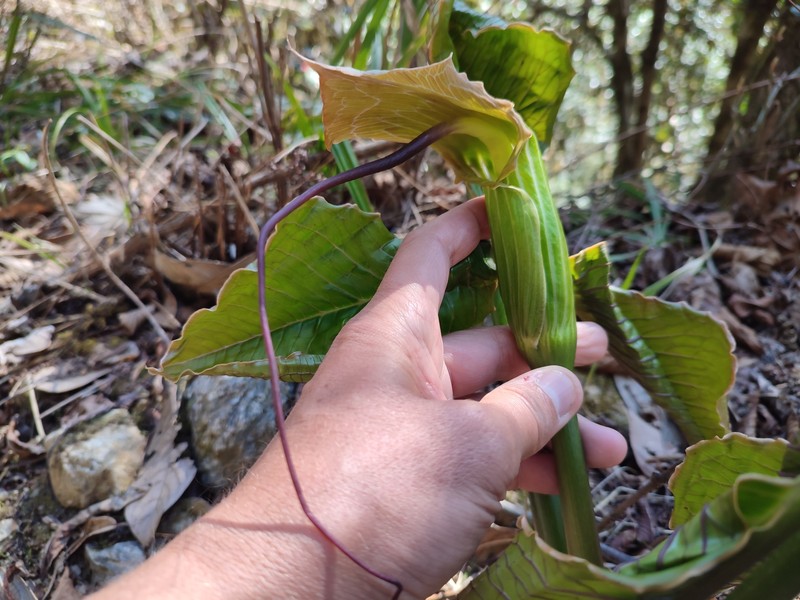 Arisaema anatinum photo 6