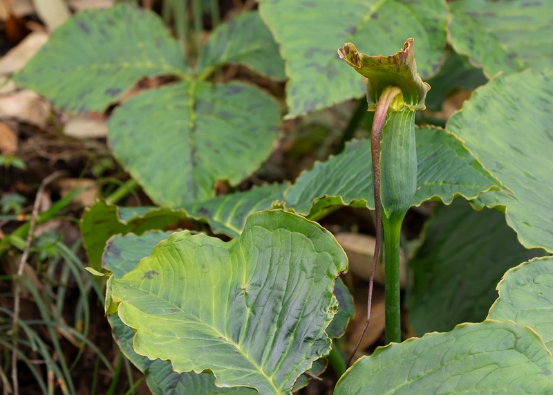 Arisaema anatinum photo 7