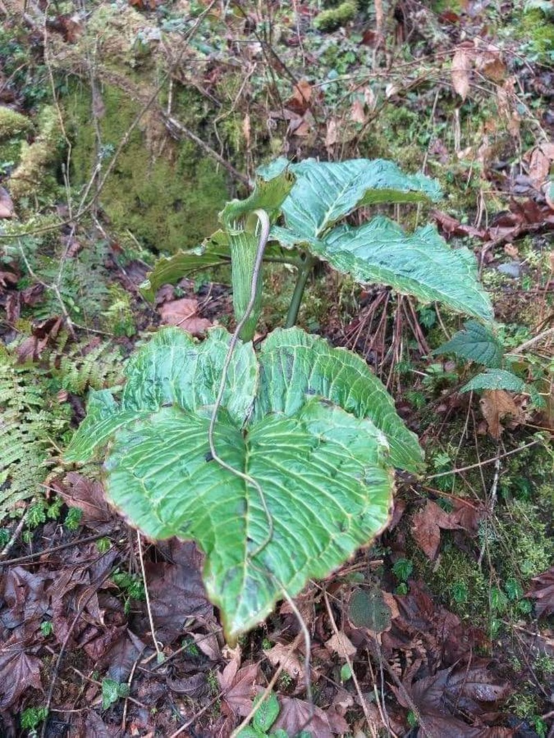 Arisaema anatinum photo 8