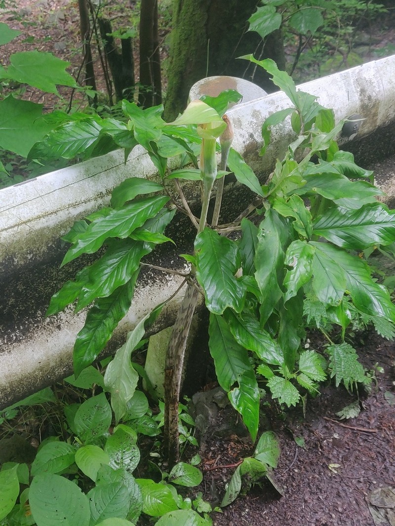 Arisaema angustatum