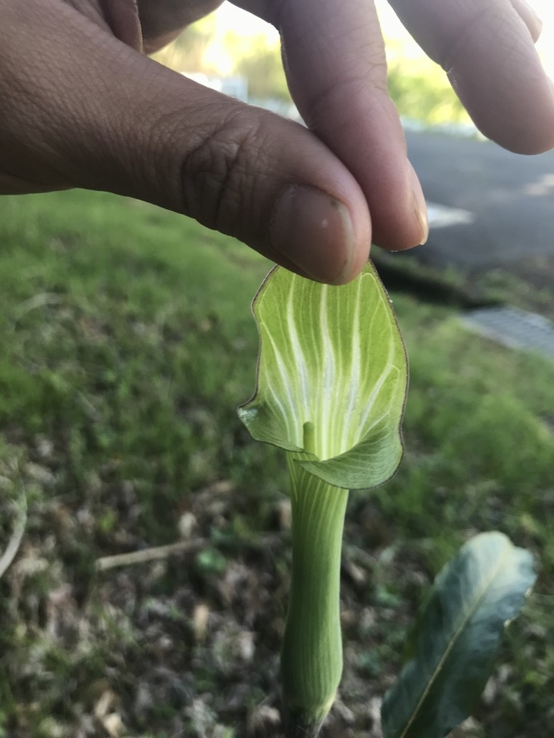 Arisaema angustatum photo 2