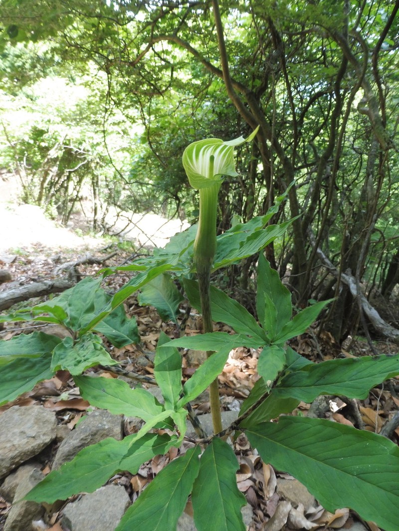 Arisaema angustatum photo 3