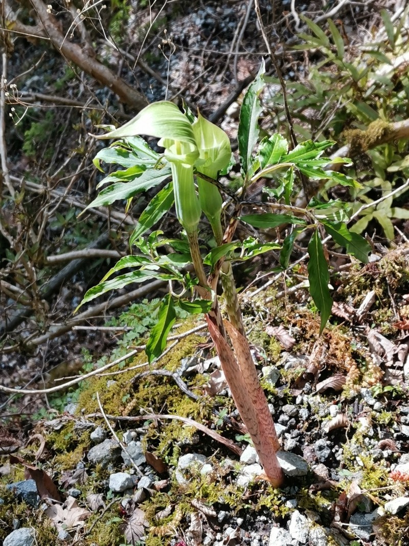 Arisaema angustatum photo 4