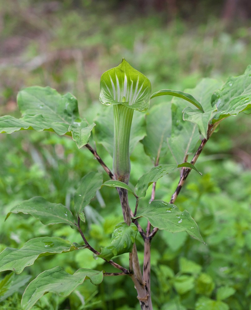 Arisaema angustatum photo 5