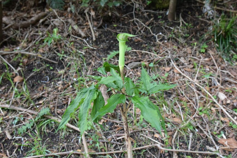 Arisaema angustatum photo 6