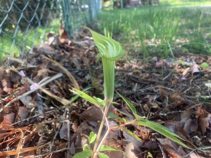Arisaema angustatum photo 7