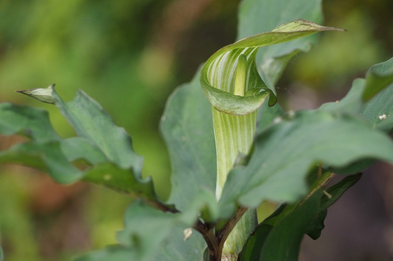 Arisaema angustatum photo 8