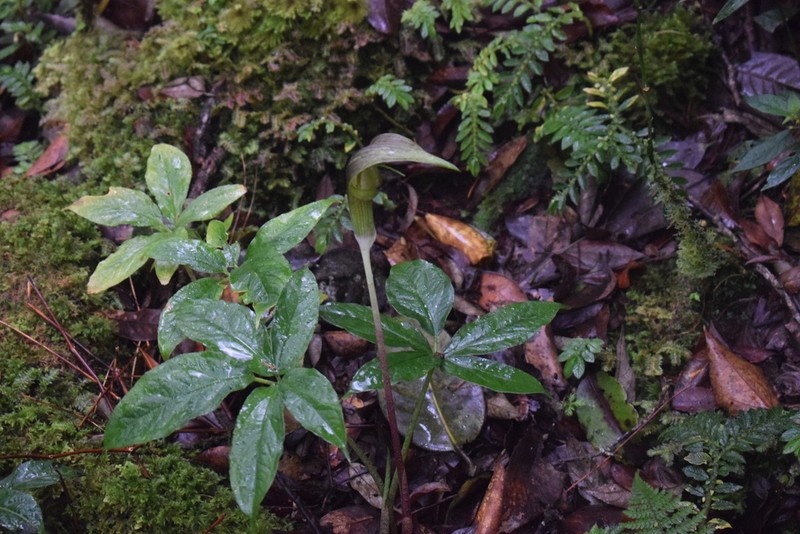 Arisaema anomalum