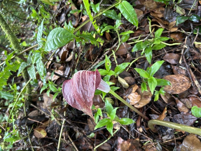 Arisaema anomalum photo 3