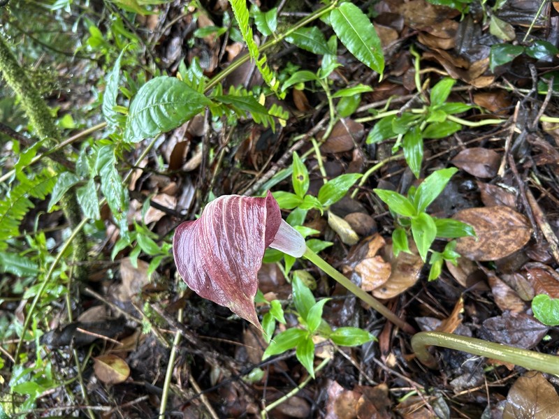 Arisaema anomalum photo 4