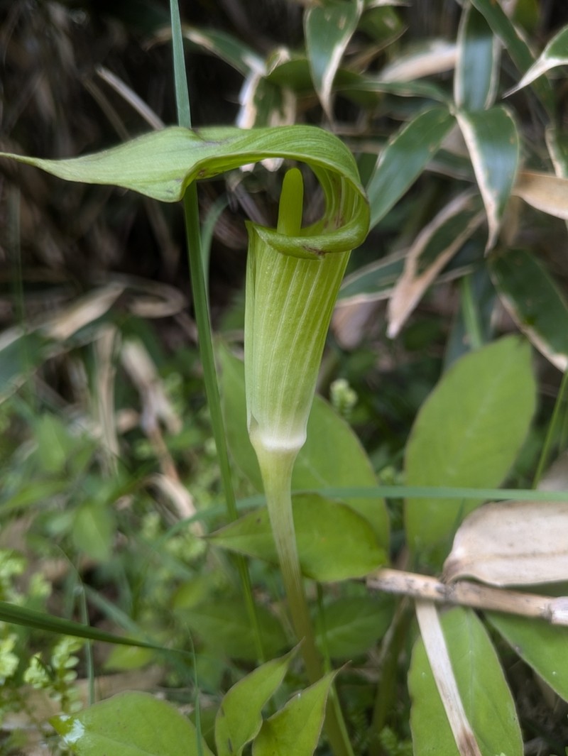 Arisaema aprile photo 5