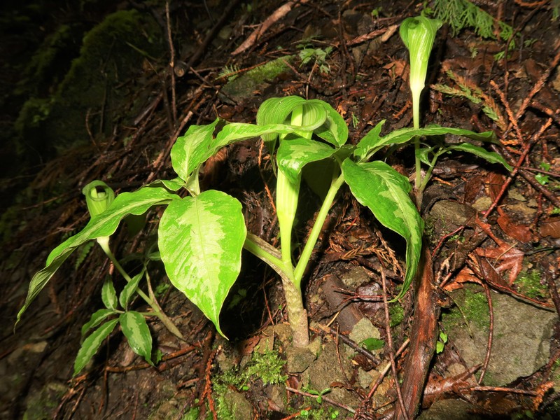 Arisaema aprile